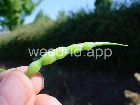 radish, wild